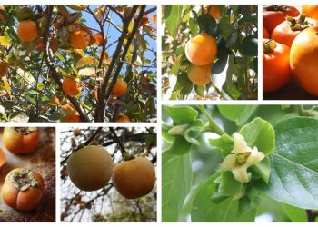 Persimmon Cultivation in India