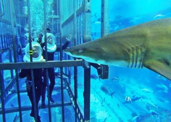 Shark Walker at Dubai Aquarium