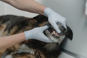 A Person Looking at a Dog's Teeth