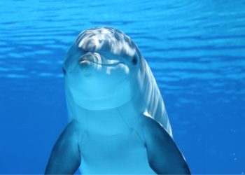 Tips To Keep Your Eyes Safe During Dolphins Interactions