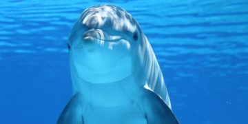 Tips To Keep Your Eyes Safe During Dolphins Interactions