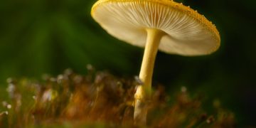 penis envy mushrooms benefits