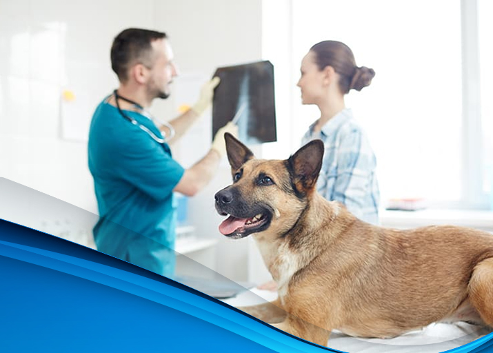  Veterinary Medical Equipment 