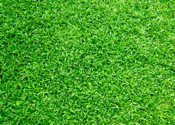 Artificial Green Lawn