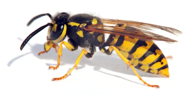 Most Effective Ways To Keep Hornets Away From Your Property