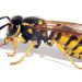 Most Effective Ways To Keep Hornets Away From Your Property