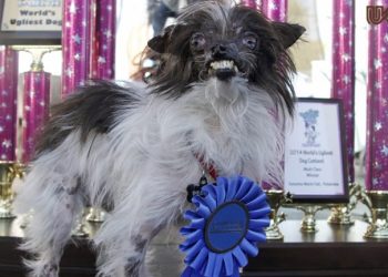 peanut the worlds ugliest dog