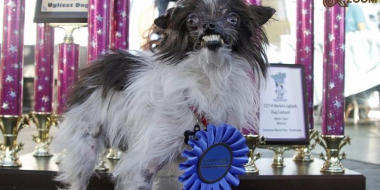 peanut the worlds ugliest dog
