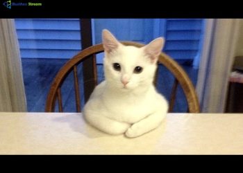 youtube funny cat videos